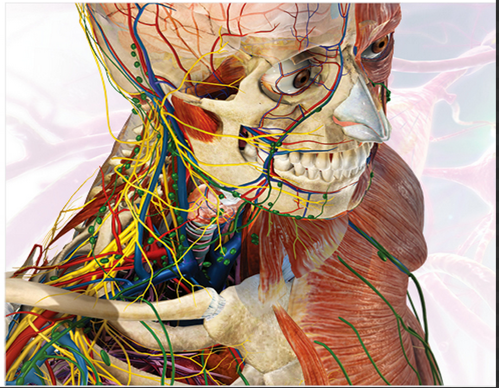 human 3d anatomy